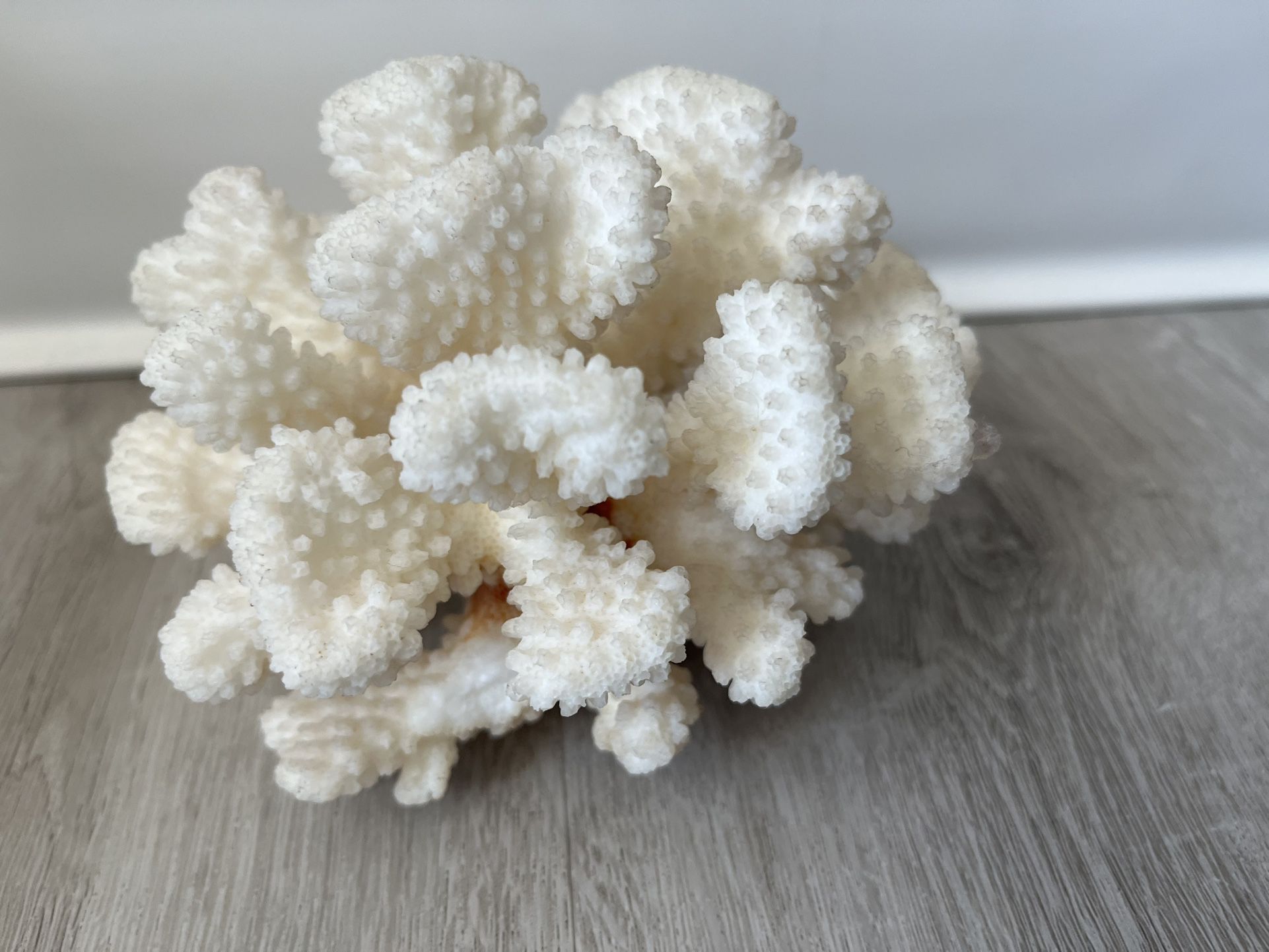 White Coral Piece  5.5” X 4”