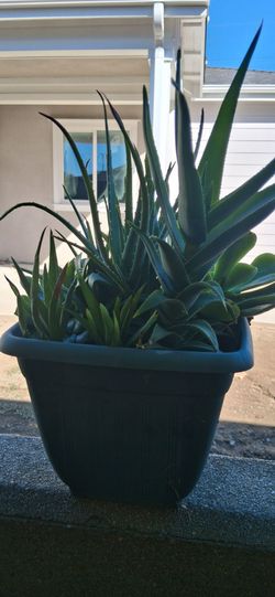 Mix succulenta