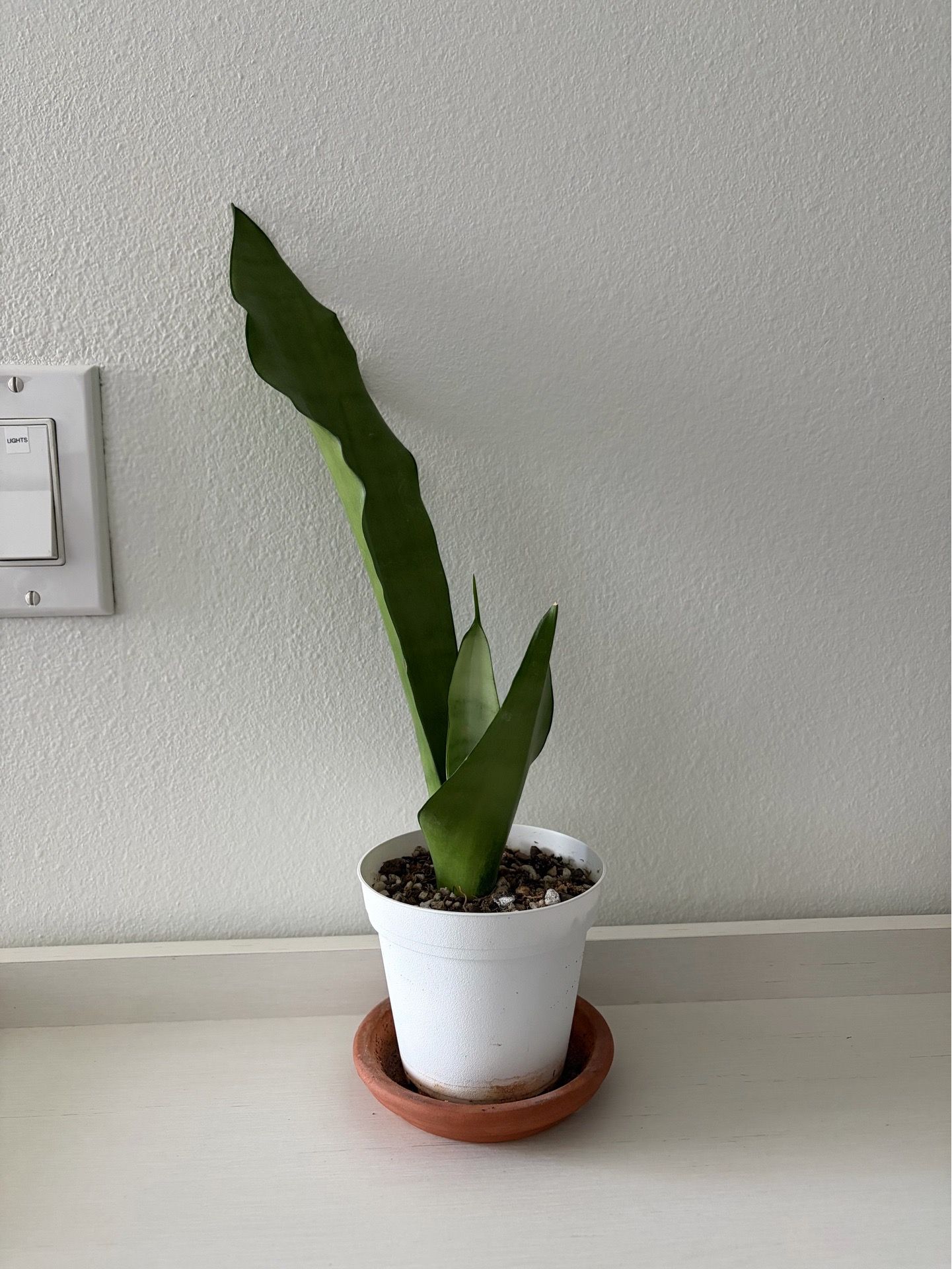 Moonshine Sansevieria
