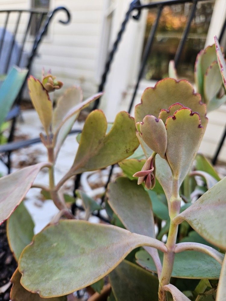 Succulent Plant(it is Blooming)