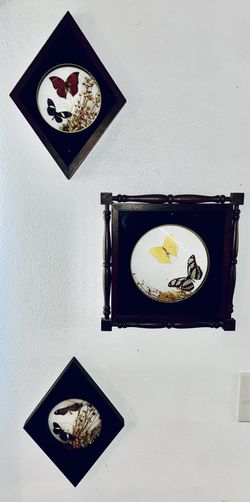 Genuine Butterfly Art Collection From Brazil