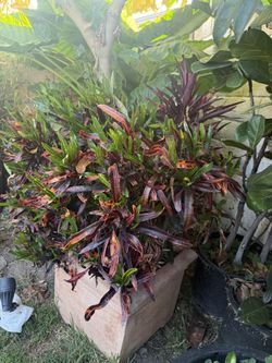 Croton Plat With Pot