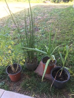 Plants