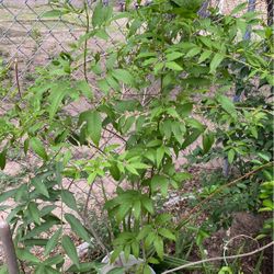 Plantas De Esperazas $18.00 Cada Una O 2x $30.00