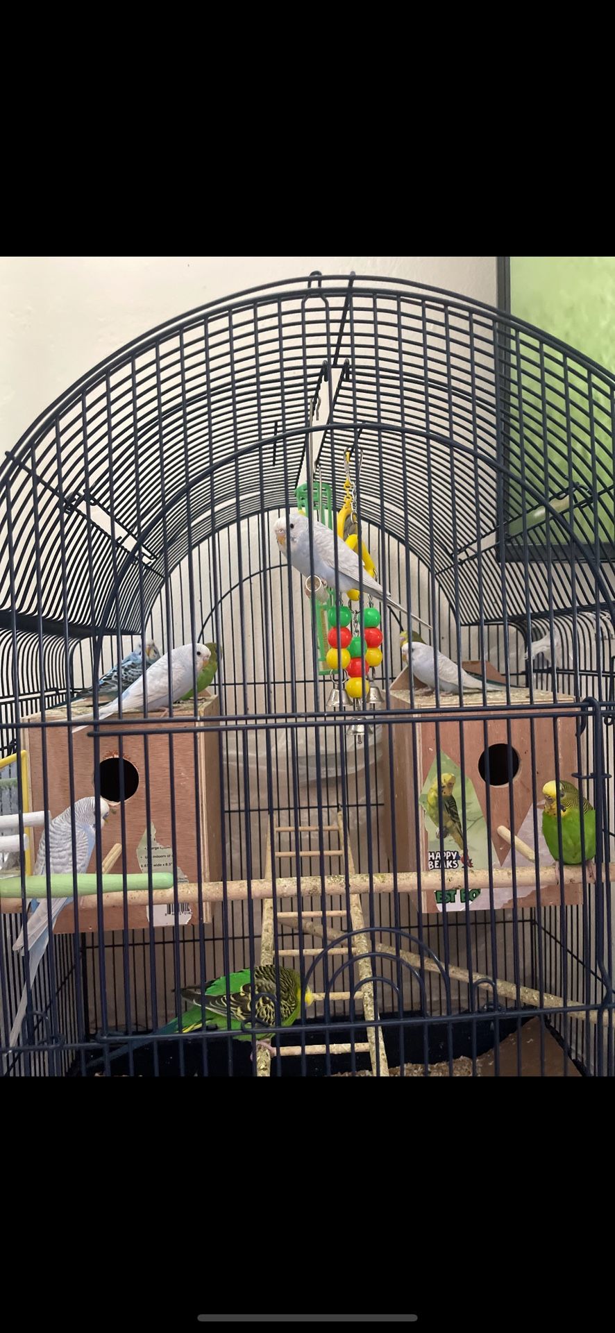 Bird Cage 