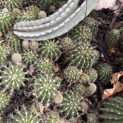 Cactus, Succulents and Other Plants