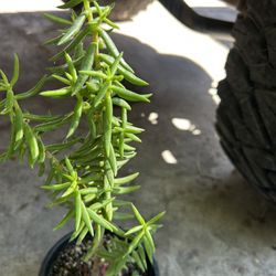 Suculenta