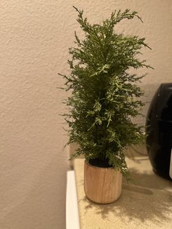 Small Decorative Cypress Bush