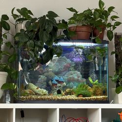30 Gallon tall Aquarium