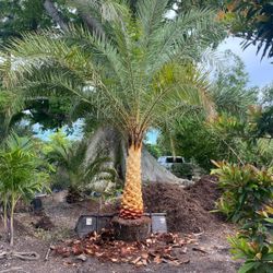 Sylvester Palm Tree 🌴$200 Per Ft. Of Trunk 