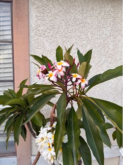 Plumeria $20 each