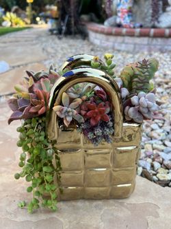 Mother’s Day Succulent arrangement