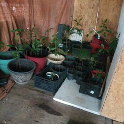 Plantas Deagucate 