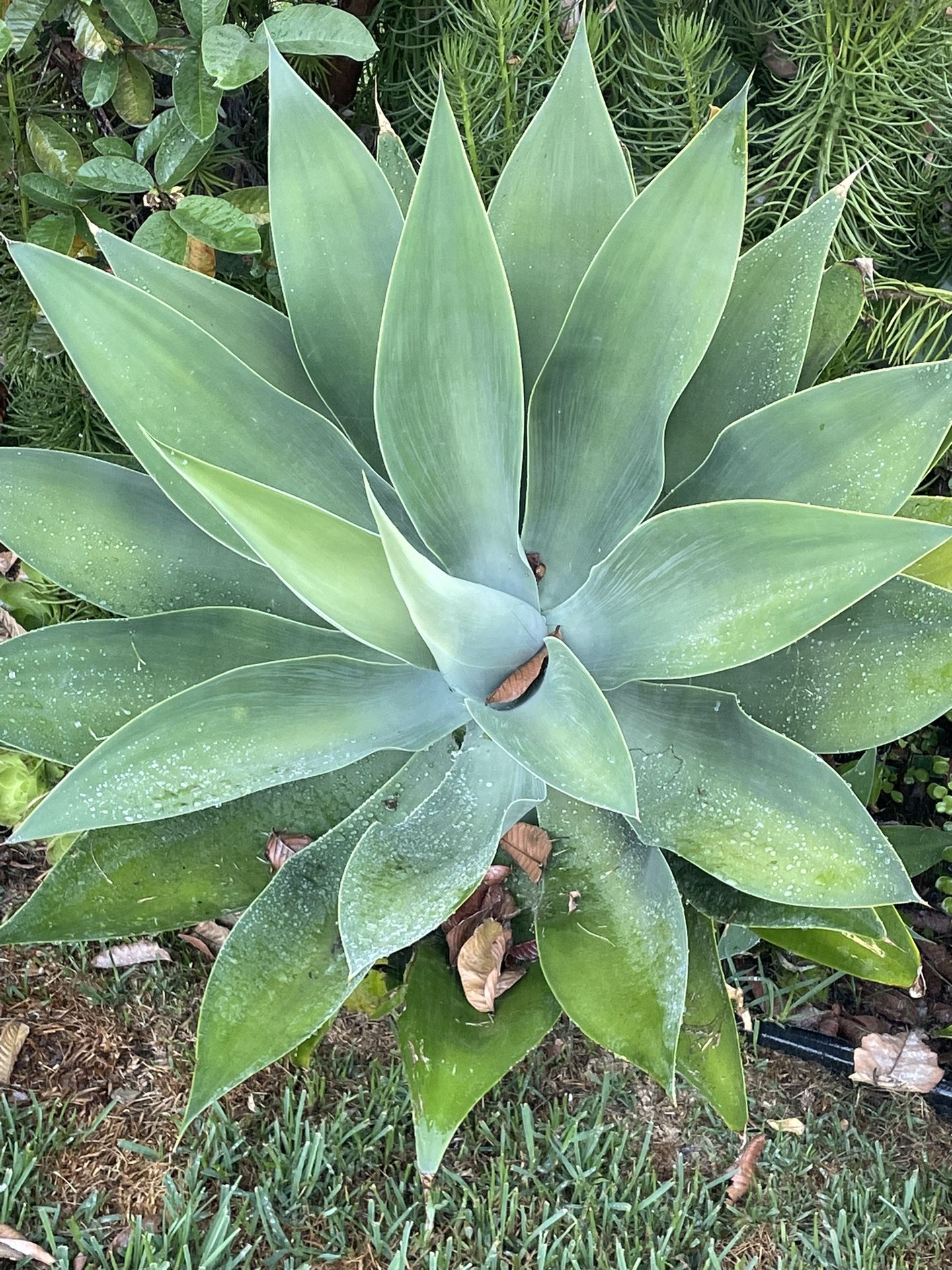 Foxtail Succulent Agave