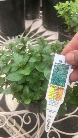 Plantas Medicinales Y Para Cocinar