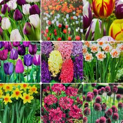 Tulips-allium-hyacinth-defodil Perennial plants$5-$12 Each pot
