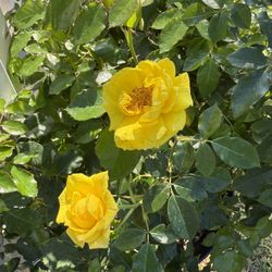 Large Shrub Rose With Yellow Flowers