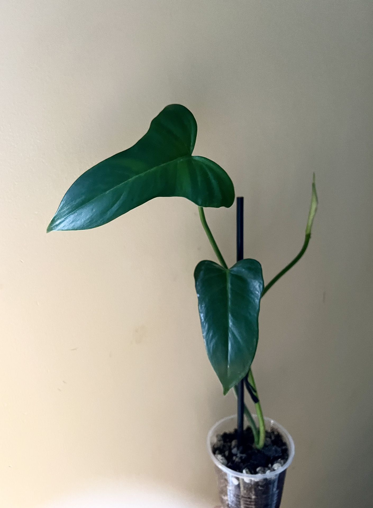 Philodendron Mottled Golden Dragon (A)