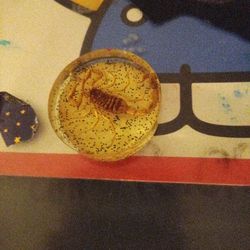 Resin Encased Scorpion