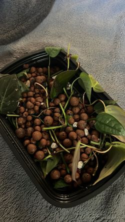 Philodendron micans / Cebu blue pothos cuttings !