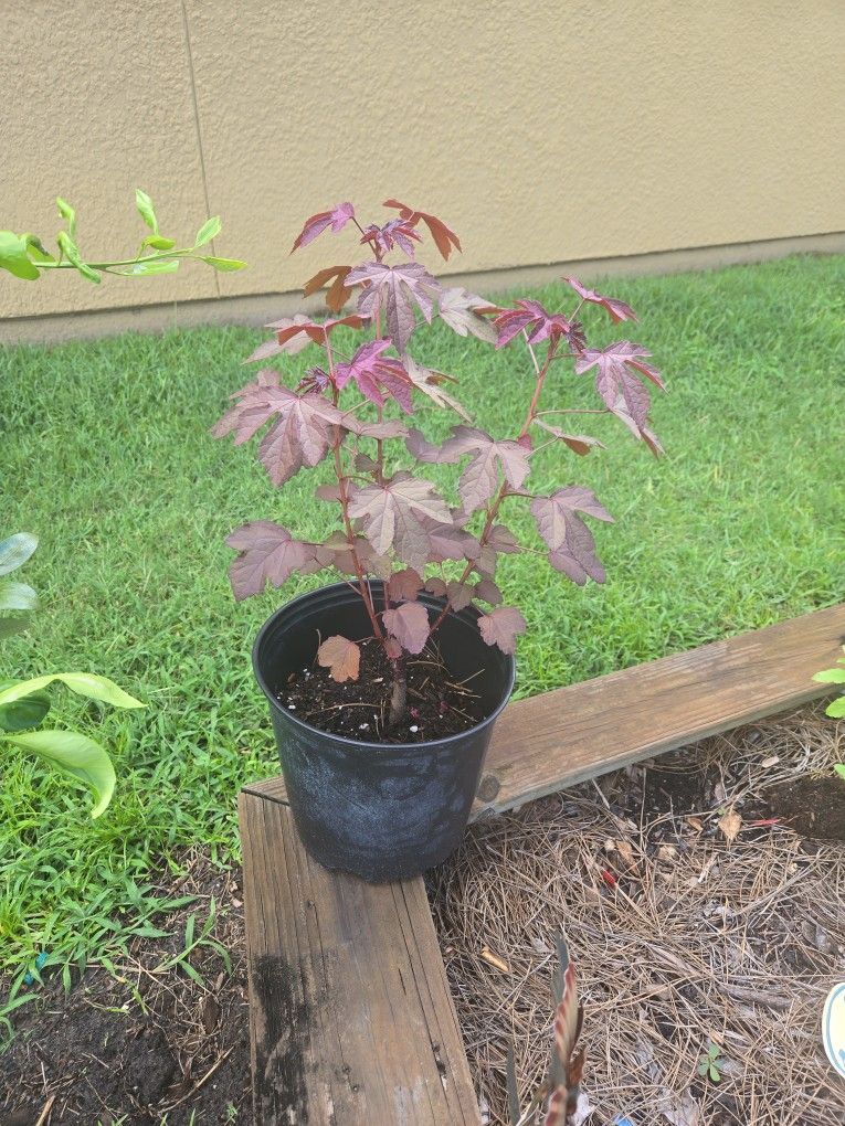 Cranberry Hibiscus Plant