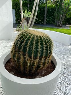 Cactus Golden Globe