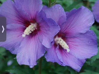 Rose Of Sharon