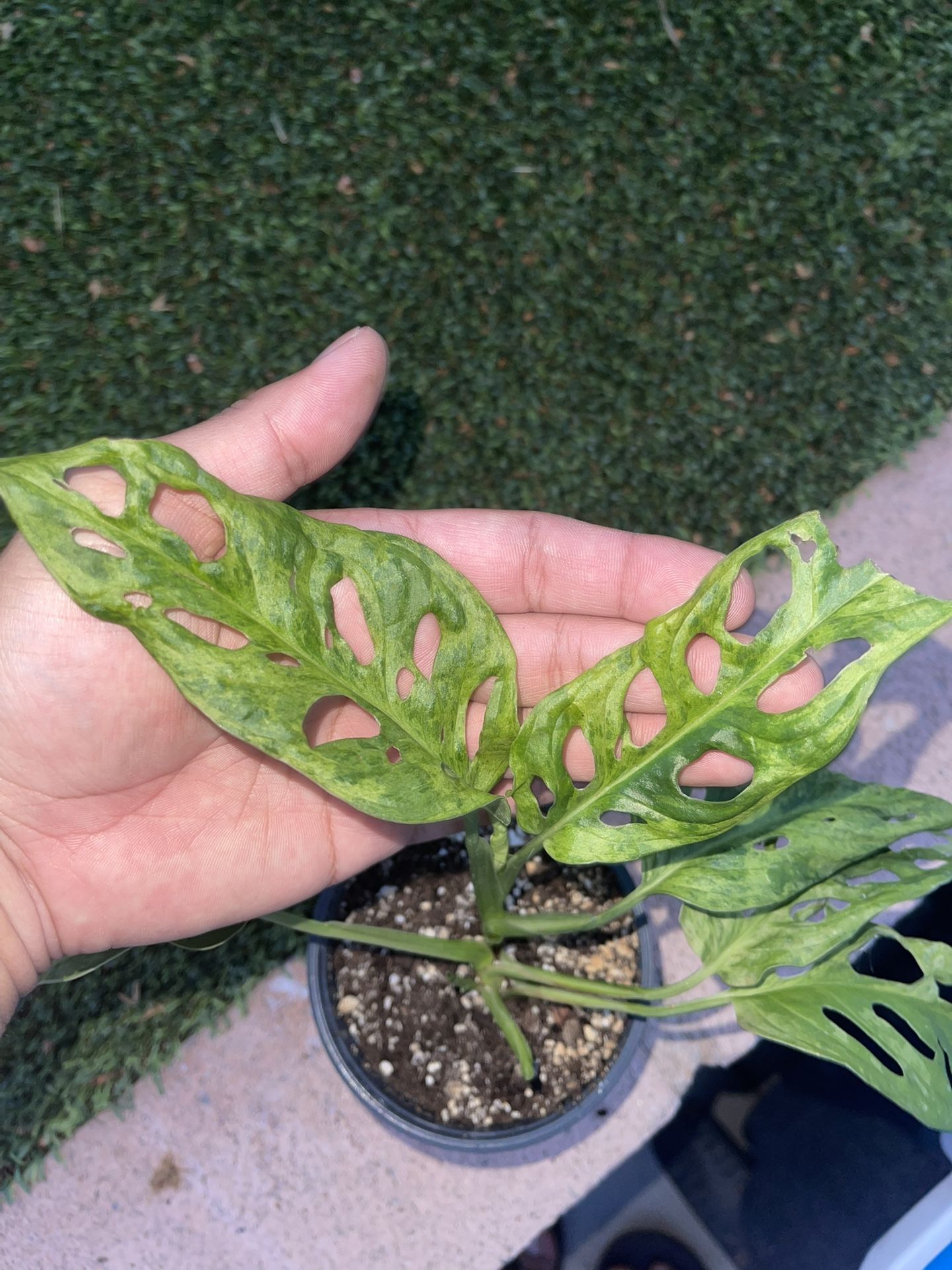4in Monstera Mint Indoor Plant