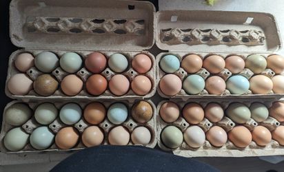 Fresh Eggs
