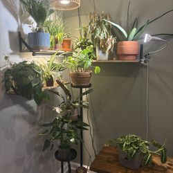 🌿 Complete Indoor Plant Corner – Soltech Grow Light + Shelving + Plants