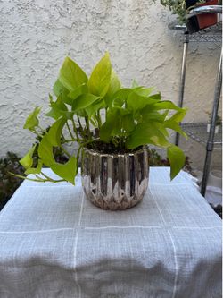 Neon Pothos Rose Gold Planter