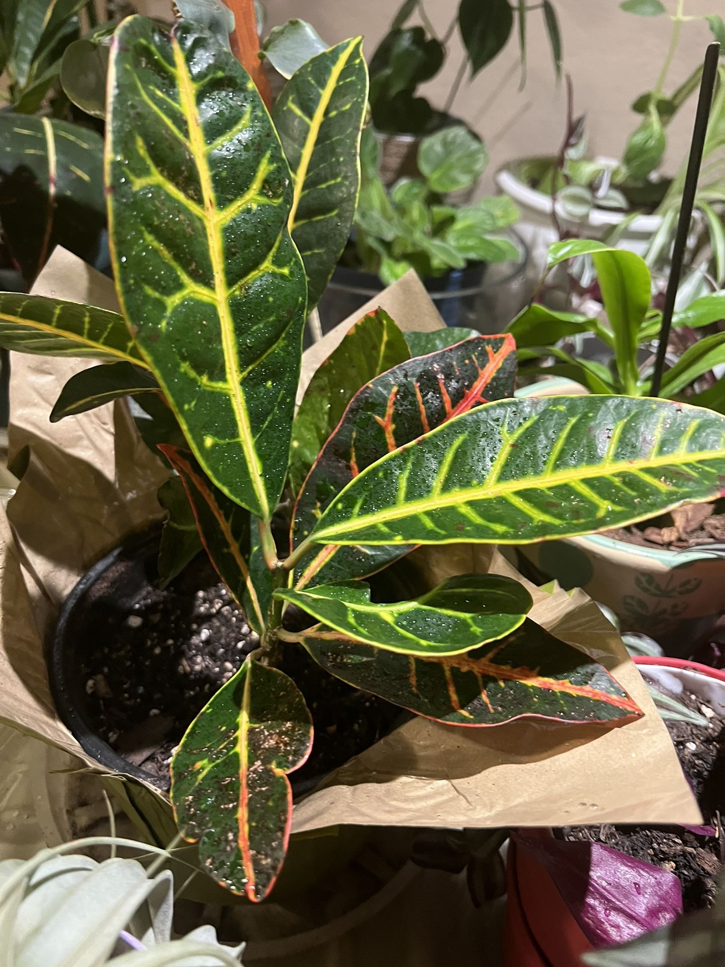 Two Crotons In One Flower Pot 