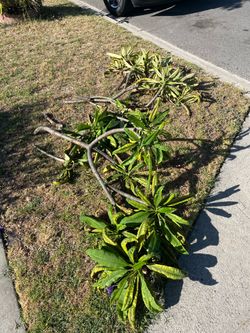 Plumeria cutting FREE