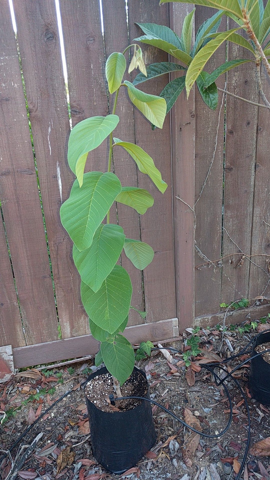 El Bumpo Cherimoya