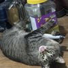 Sesame’s Lures