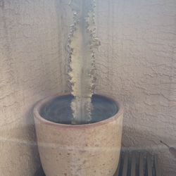 Cactus And Pot