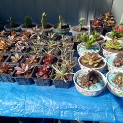 Starter plants