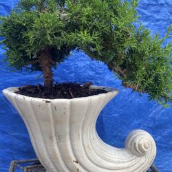 Bonsai Plants For Sale $50 Each