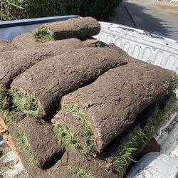 Fresh Grass
