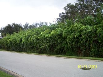 Clumping Bamboo for Privacy ~ Large Inventory ~ Expert Advice