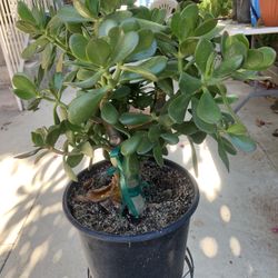 Jade