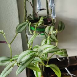Tradescantia Zebrina Plant 