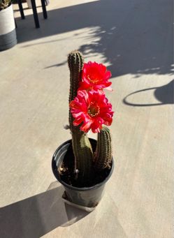 Cactus in bloom