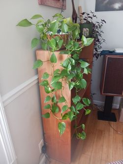 Large thriving Pothos in Terra cotta pot