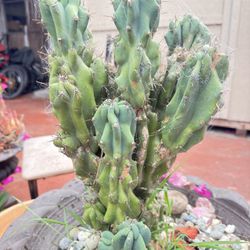 monstrose Apple Cactus 'Cereus peruvianus