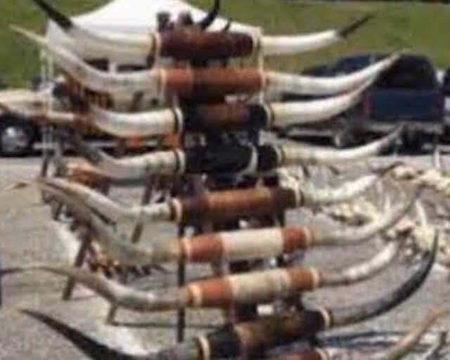 Western decor mounted longhorns, skulls, rugs read description