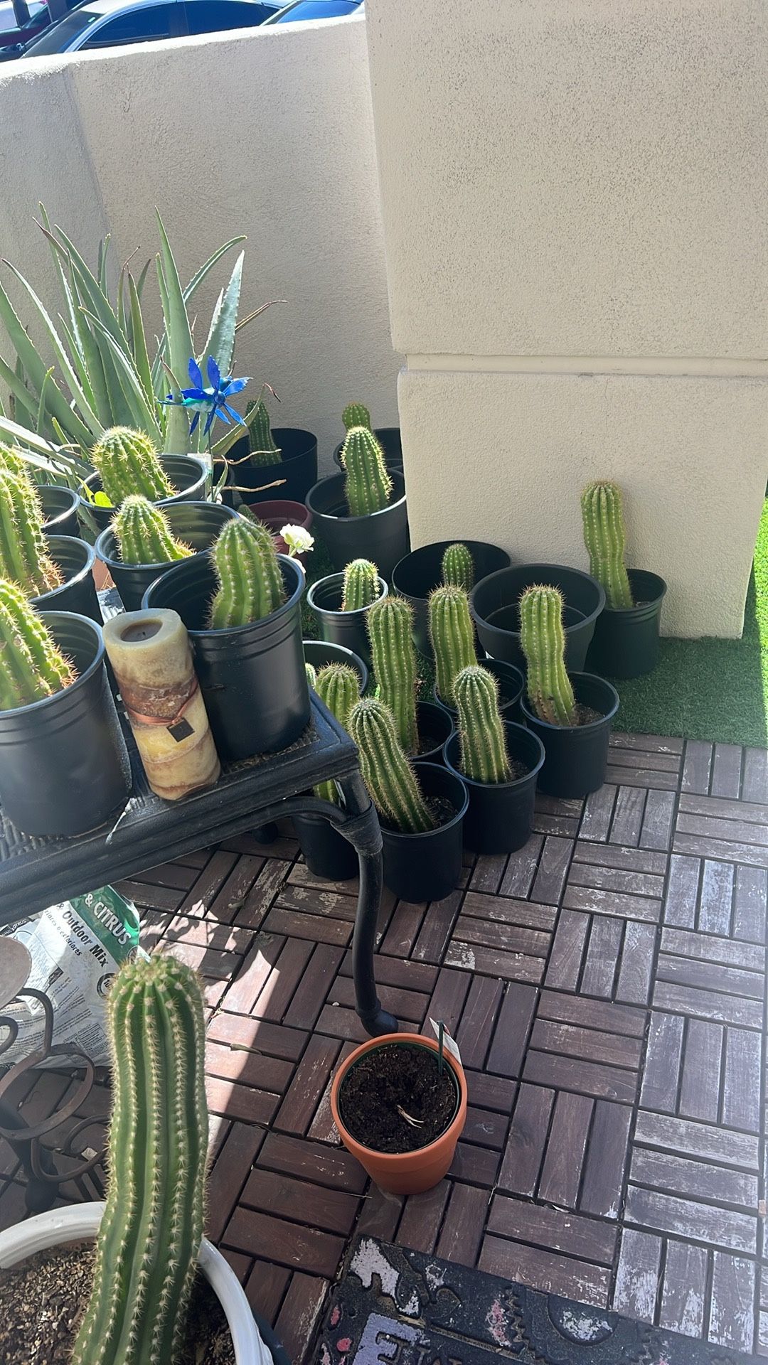 Cactus For $15