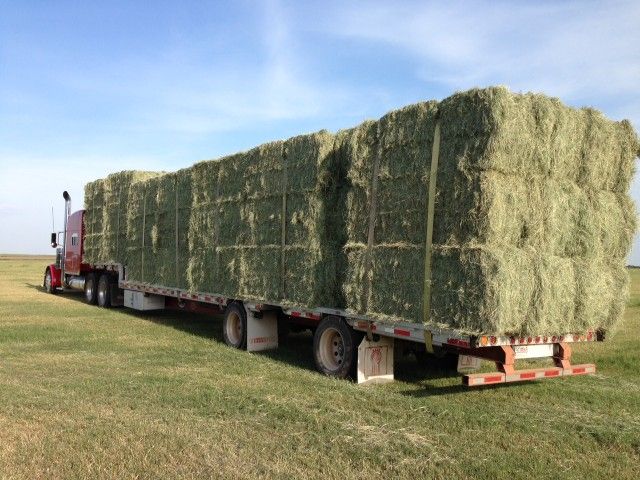 Bermuda & Alfalfa Hay For Sale