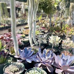 Succulents
