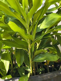 Shampoo Ginger (Awapuhi) 